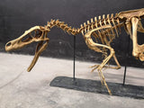 Scheletro Velociraptor Mongoliensis