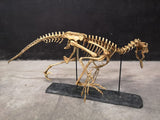 Scheletro Velociraptor Mongoliensis