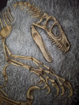 Fossile da parete " Deinonychus " PROMO CODICE "OSSA"