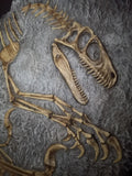 Fossile da parete " Deinonychus " PROMO CODICE "OSSA"