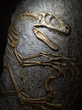 Fossile da parete " Deinonychus " PROMO CODICE "OSSA"