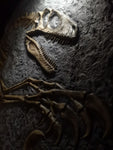 Fossile da parete " Deinonychus " PROMO CODICE "OSSA"