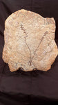 Fossile Archeafructus