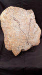 Fossile Archeafructus