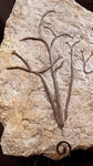 Fossile Cooksonia