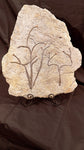 Fossile Cooksonia