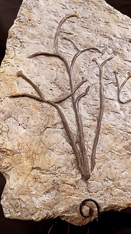 Fossile Cooksonia