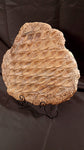 Fossile Lepidodendron