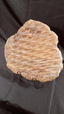 Fossile Lepidodendron