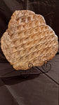 Fossile Lepidodendron