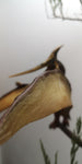 Diorama Pterodattilo