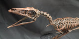 Compsognathus