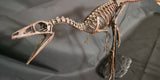 Compsognathus