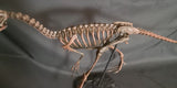 Compsognathus