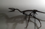 Compsognathus